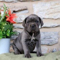 Tucker