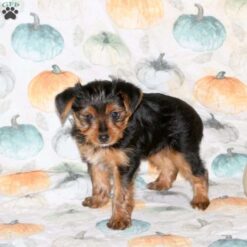 Darla